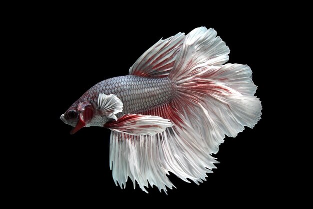 Beautiful fancy halfmoon betta fish on black