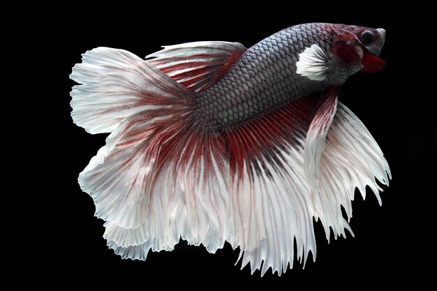 Beautiful fancy halfmoon betta fish on black