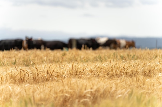 beautiful farming landscape of wheat fields and crops growing in australia