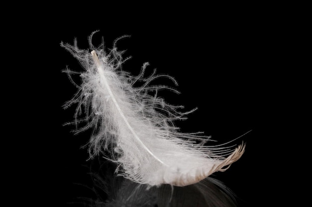 Photo beautiful feather on black background