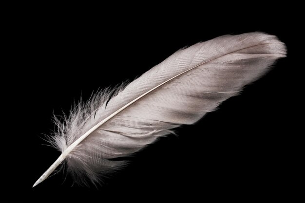 Beautiful feather on black background