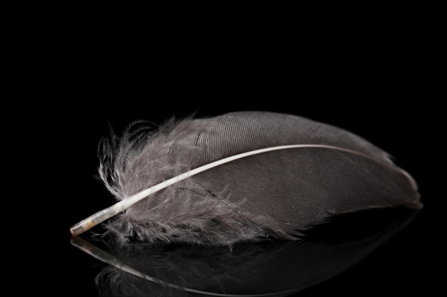 Beautiful feather on black background