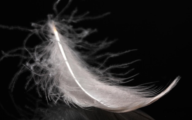 Photo beautiful feather on black background