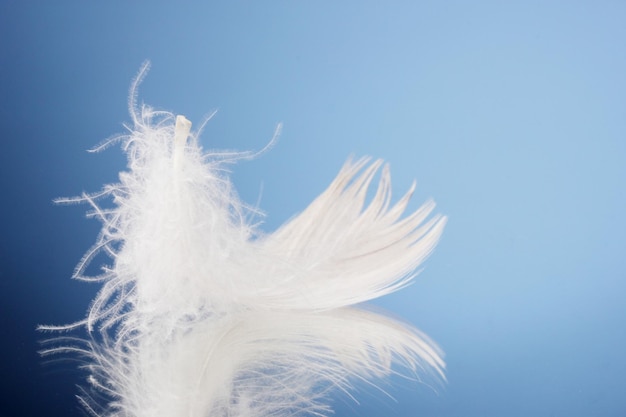 Photo beautiful feather on blue background