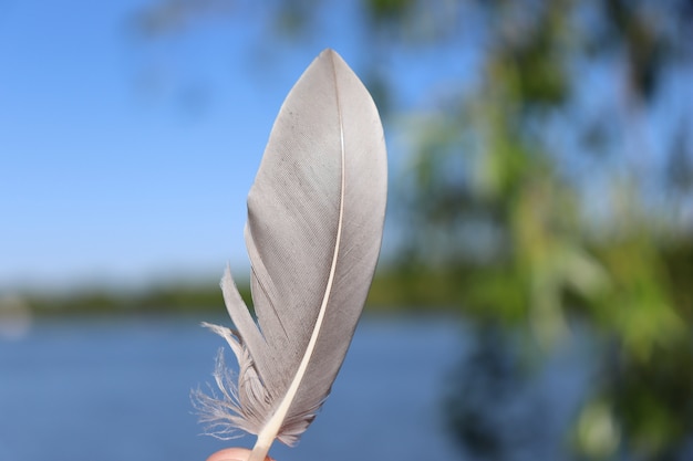 Beautiful feather over landscape