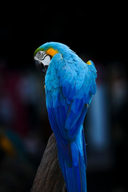 写真 乾いた枝にとまる青いコンゴウインコの美しい羽