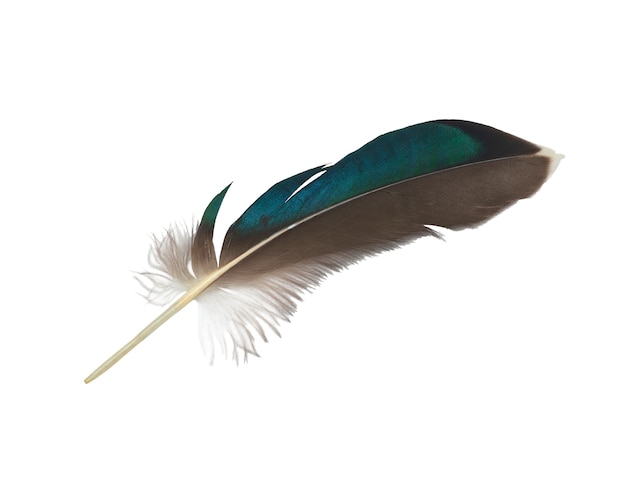 Beautiful feather on white background