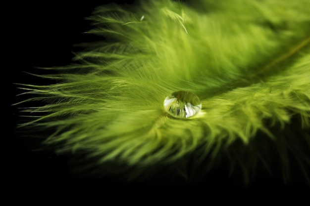 Beautiful feather with water drop on black background