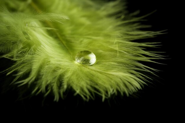 Beautiful feather with water drop on black background