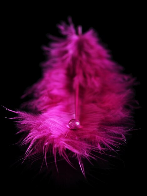 Beautiful feather with water drop on black background