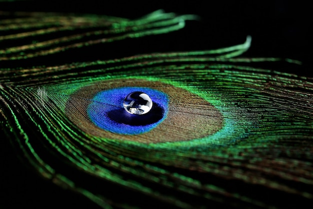 Beautiful feather with water drop closeup