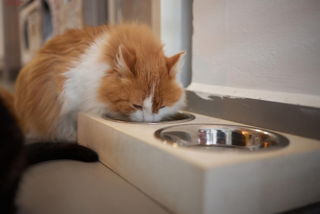 Beautiful feline cat eating on a metal bowl Cute domestic animal