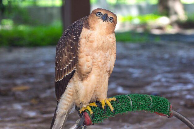 Beautiful female Common Kestrel Falco tinnunculus
