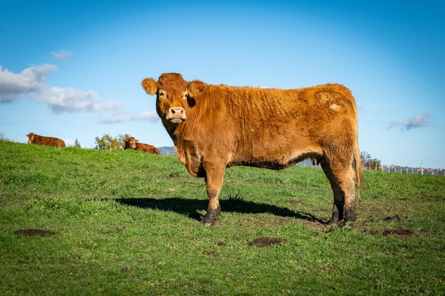 Beautiful female cow in the countryside