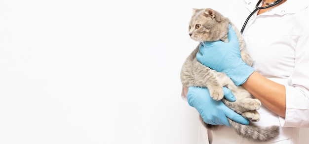 아름다운 여성 의사 수의사가 수의사 클리닉에서 귀여운 고양이를 손에 들고 웃고 있는 배너 카피 공간
