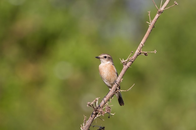 Beautiful female Eastern Stonechat in nature