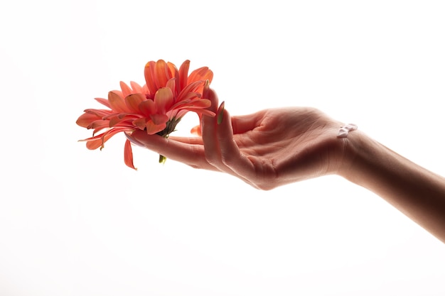 La bella mano femminile in crema tiene un fiore. concetto di bellezza e cura