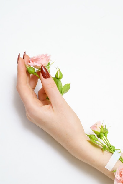 Beautiful female hand with pink roses on white background,