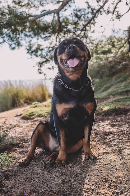 Beautiful female rottweiler on a sunny day