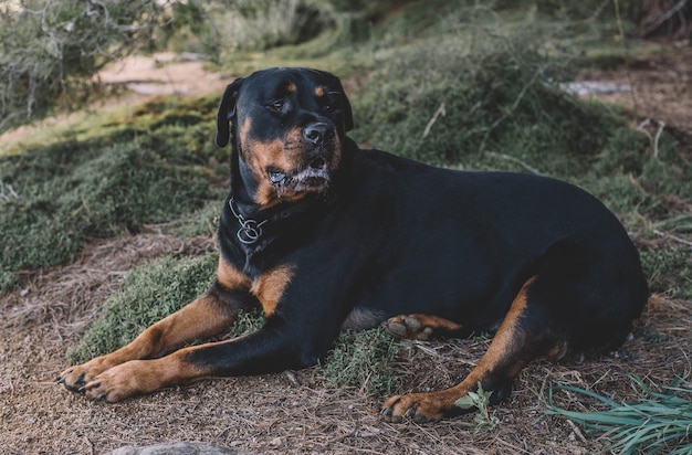 Bellissimo rottweiler femmina in una giornata di sole