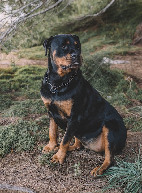 Beautiful female rottweiler on a sunny day