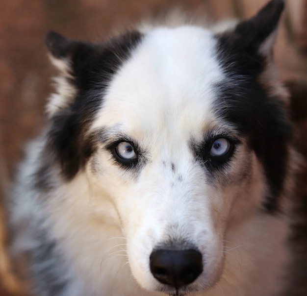 Photo beautiful female of siberian husky.