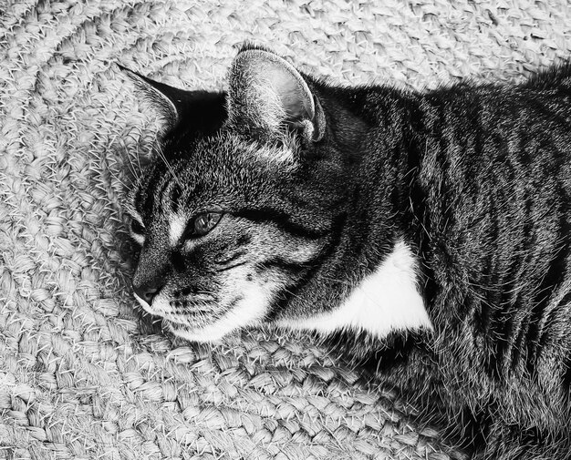 Beautiful female tabby cat at home adorable domestic pet black\
and white portrait