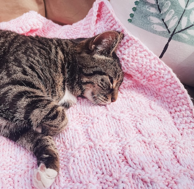 집에서 분홍색 니트 담요를 입은 아름다운 암컷 얼룩무늬 고양이가 사랑스러운 국내 애완동물 초상화