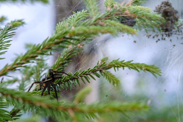 Beautiful female water spider Argyroneta aquatica guards the offspring hatched from eggs