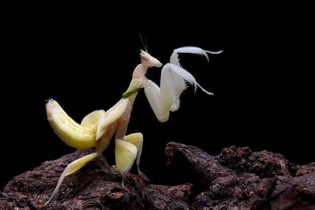 Beautiful Female Yellow Orchid mantis on wood with isolated background