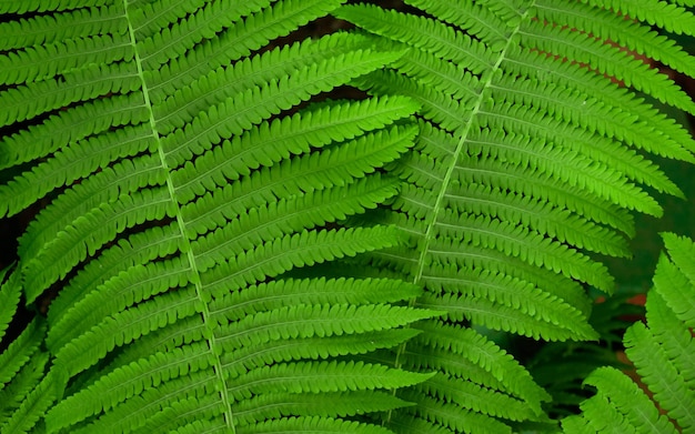 Beautiful fern leaf texture in nature Natural ferns background Fern leaves Close up ferns nature