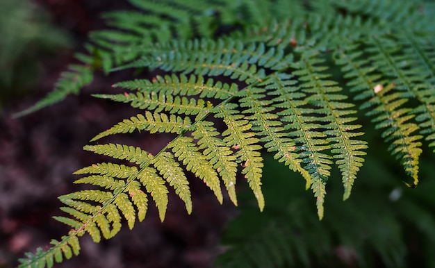 Beautiful fern leaves in the rays of the autumn setting sun in the northern forest, close-up, selective focus. Beautiful natural background idea
