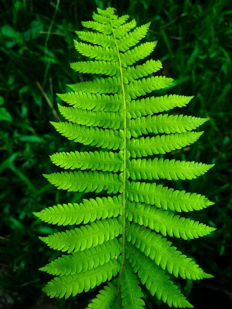 Photo beautiful fern texture in nature natural ferns blurred background fern leaves close up