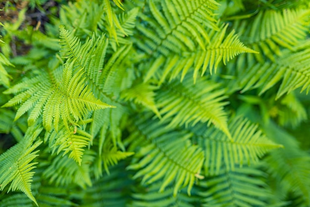 美しいシダの葉、自然な緑の葉、花のシダの背景。パノラマビュー、日光