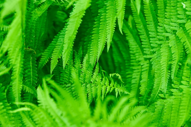 Beautiful ferns leaves green foliage natural floral fern background.