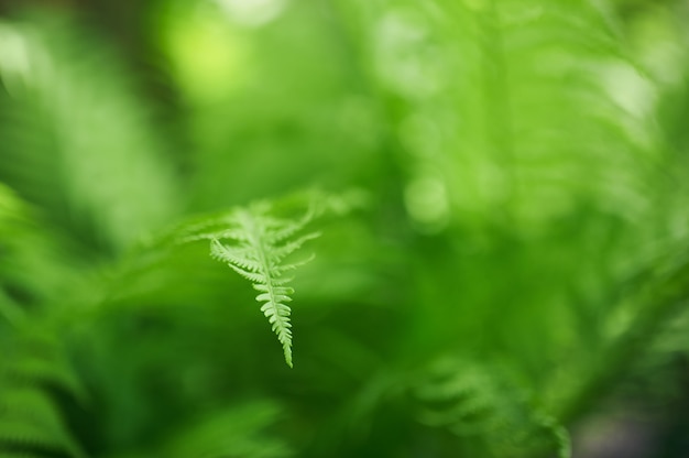아름다운 고사리 잎 녹색 단풍 자연 꽃 화분