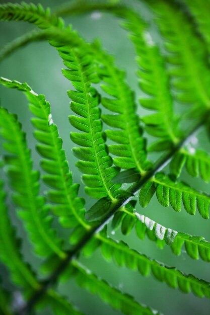 Beautiful ferns leaves. green natural floral fern background