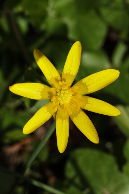 Photo beautiful ficaria verna commonly known as lesser celandine or pilewort in the garden