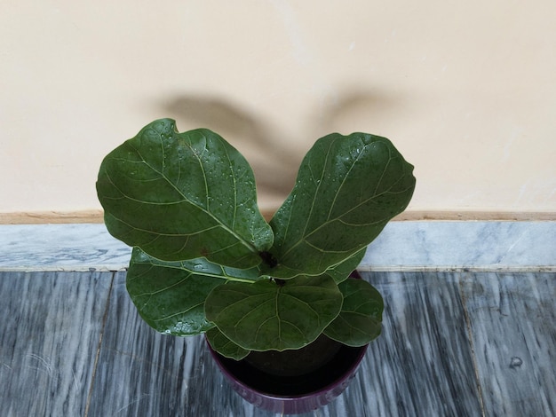 Photo beautiful fiddle leaf fig tree closeup view from above top