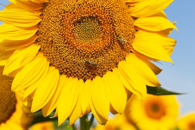 ひまわりの青い空の蜂に対して咲く黄金のひまわりの美しいフィールド収穫準備ひまわり油の生産