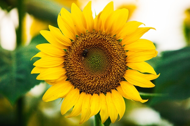 Beautiful field of blooming sunflowers against sunset golden light and blurry landscape background