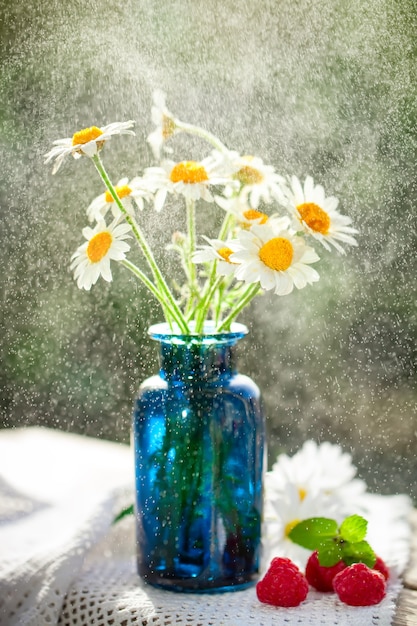 Foto bella camomilla di campo in un giardino