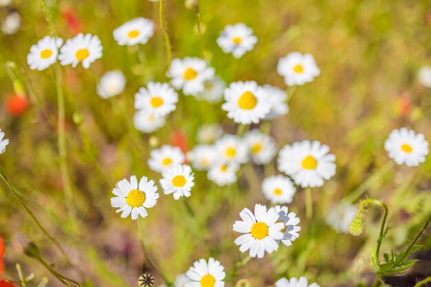 春のデイジーの花の美しいフィールド明るい花とぼやけた抽象的な夏の牧草地