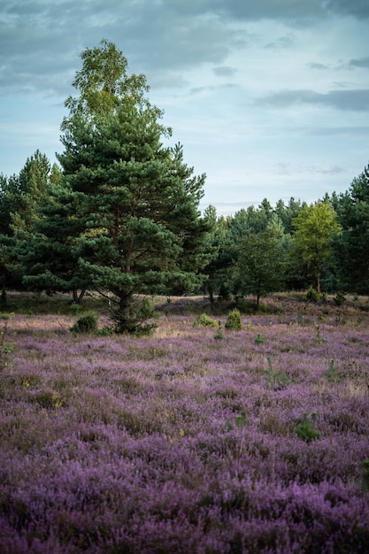 A beautiful field dotted with flowering heather and a picturesque Christmas tree