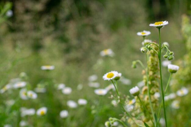 Beautiful field meadow flowers chamomilenature landscape closeup macro Wide format copy space