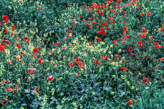 Beautiful field meadow red and yellow flowers in morning , nature landscape.