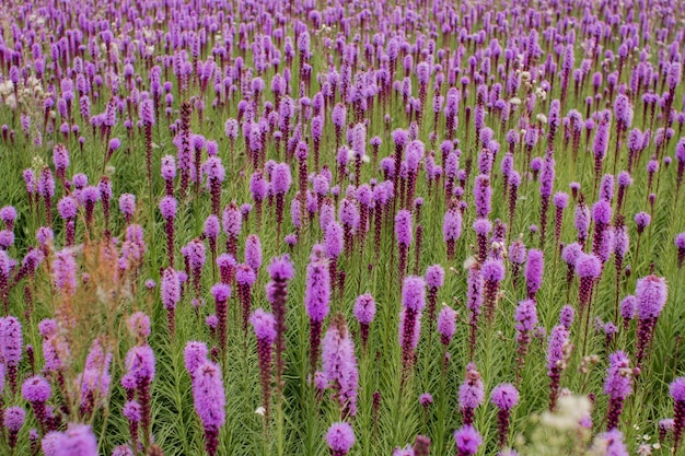 晴れた日の紫色の花の美しいフィールド