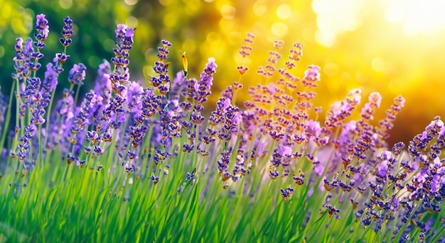 Photo beautiful field of purple flowers in spring day