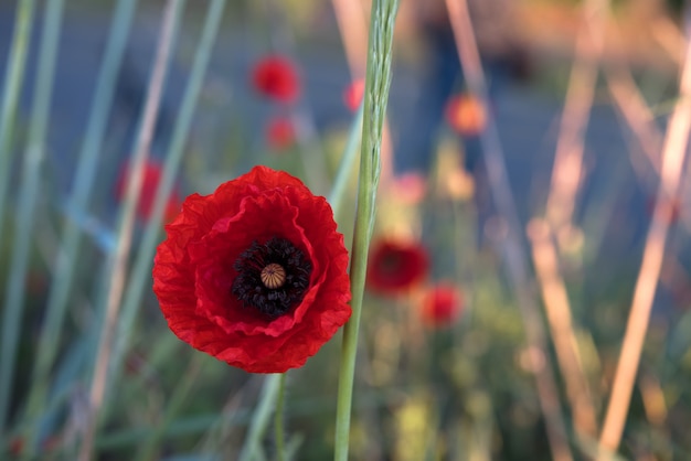 Beautiful field of red poppies in the sunrise light. Burgas, Bulgaria