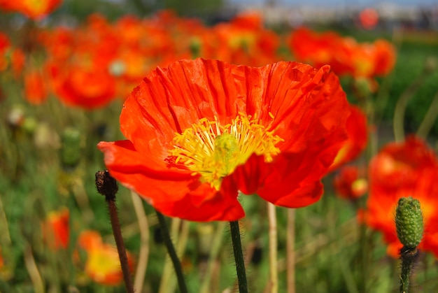  Beautiful field red poppies with selective focus